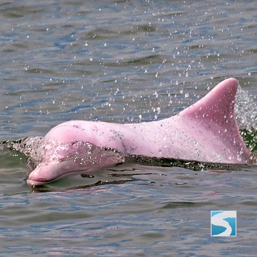 ทัวร์ล่องเรือชมปลาโลมาสีชมพู เกาะสมุย - ทะเลอ่าวขนอม จอยทัวร์แบบครึ่งวัน