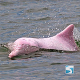ทัวร์ล่องเรือชมปลาโลมาสีชมพู เกาะสมุย - ทะเลอ่าวขนอม จอยทัวร์แบบครึ่งวัน