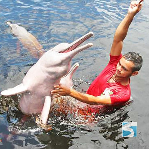 ทัวร์ล่องเรือชมปลาโลมาสีชมพู เกาะสมุย - ทะเลอ่าวขนอม จอยทัวร์แบบครึ่งวัน