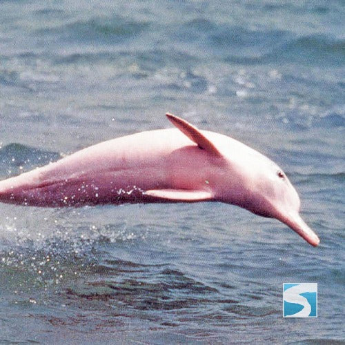 ทัวร์ล่องเรือชมปลาโลมาสีชมพู เกาะสมุย - ทะเลอ่าวขนอม จอยทัวร์แบบครึ่งวัน
