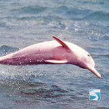 ทัวร์ล่องเรือชมปลาโลมาสีชมพู เกาะสมุย - ทะเลอ่าวขนอม จอยทัวร์แบบครึ่งวัน