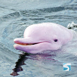 ทัวร์ล่องเรือชมปลาโลมาสีชมพู เกาะสมุย - ทะเลอ่าวขนอม จอยทัวร์แบบครึ่งวัน