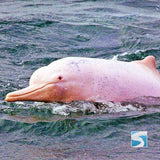 ทัวร์ล่องเรือชมปลาโลมาสีชมพู เกาะสมุย - ทะเลอ่าวขนอม จอยทัวร์แบบครึ่งวัน