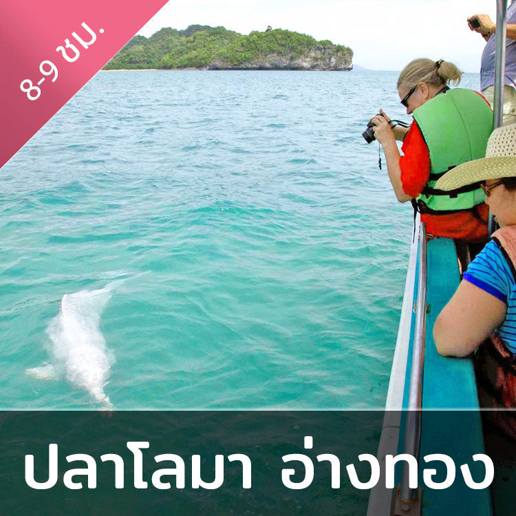 โปรแกรมล่องเรือเที่ยวอุทยานแห่งชาติหมู่เกาะอ่างทอง & ชมปลาโลมาสีชมพู โดยเรือสปีดโบ๊ท