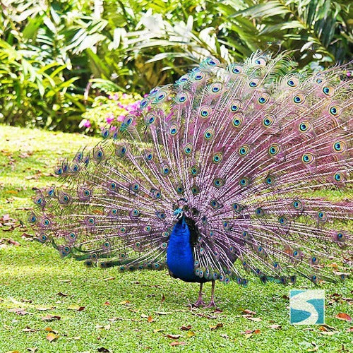 สวนนกพาราไดซ์ พาร์ค ฟาร์ม  สวรรค์แห่งความสุข