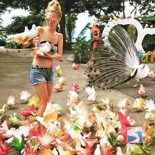 สวนนกพาราไดซ์ พาร์ค ฟาร์ม  สวรรค์แห่งความสุข