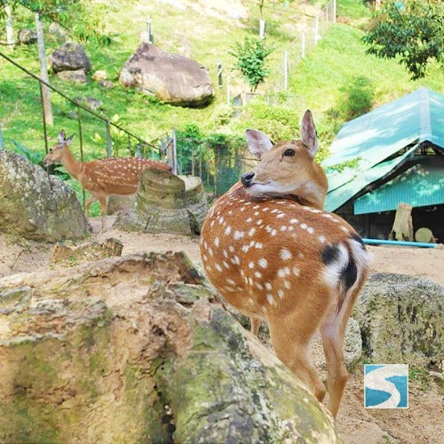 สวนนกพาราไดซ์ พาร์ค ฟาร์ม  สวรรค์แห่งความสุข