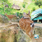 สวนนกพาราไดซ์ พาร์ค ฟาร์ม  สวรรค์แห่งความสุข