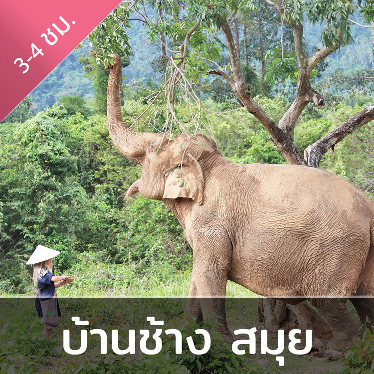 กิจกรรมเลี้ยงช้างครึ่งวัน คาเฟ่บ้านช้างสมุย