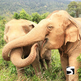 กิจกรรมเลี้ยงช้างครึ่งวัน คาเฟ่บ้านช้างสมุย