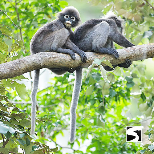 ทัวร์อุทยานแห่งชาติหมู่เกาะอ่างทอง - ด้วยเรือสปีดโบ๊ท เหมาลำส่วนตัว วันเดย์ทริป