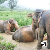 กิจกรรมเลี้ยงช้างครึ่งวัน คาเฟ่บ้านช้างสมุย