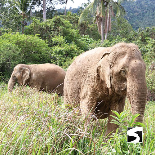 กิจกรรมเลี้ยงช้างครึ่งวัน คาเฟ่บ้านช้างสมุย