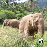 กิจกรรมเลี้ยงช้างครึ่งวัน คาเฟ่บ้านช้างสมุย