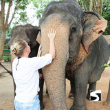 กิจกรรมเลี้ยงช้างครึ่งวัน คาเฟ่บ้านช้างสมุย