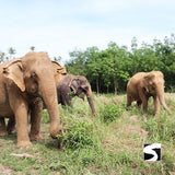 กิจกรรมเลี้ยงช้างครึ่งวัน คาเฟ่บ้านช้างสมุย