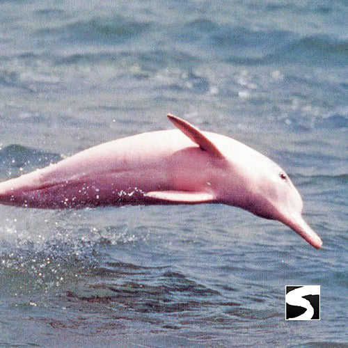 โปรแกรมล่องเรือเที่ยวอุทยานแห่งชาติหมู่เกาะอ่างทอง & ชมปลาโลมาสีชมพู โดยเรือสปีดโบ๊ท