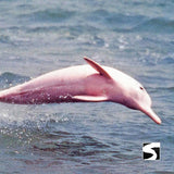 โปรแกรมล่องเรือเที่ยวอุทยานแห่งชาติหมู่เกาะอ่างทอง & ชมปลาโลมาสีชมพู โดยเรือสปีดโบ๊ท