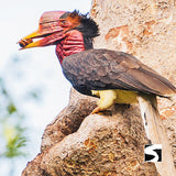 โปรแกรมล่องเรือเที่ยวอุทยานแห่งชาติหมู่เกาะอ่างทอง & ชมปลาโลมาสีชมพู โดยเรือสปีดโบ๊ท