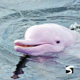 โปรแกรมล่องเรือเที่ยวอุทยานแห่งชาติหมู่เกาะอ่างทอง & ชมปลาโลมาสีชมพู โดยเรือสปีดโบ๊ท