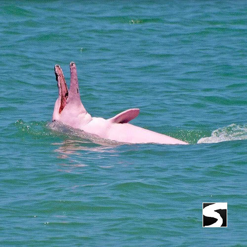 โปรแกรมล่องเรือเที่ยวอุทยานแห่งชาติหมู่เกาะอ่างทอง & ชมปลาโลมาสีชมพู โดยเรือสปีดโบ๊ท