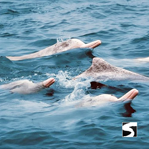 โปรแกรมล่องเรือเที่ยวอุทยานแห่งชาติหมู่เกาะอ่างทอง & ชมปลาโลมาสีชมพู โดยเรือสปีดโบ๊ท