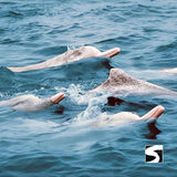 โปรแกรมล่องเรือเที่ยวอุทยานแห่งชาติหมู่เกาะอ่างทอง & ชมปลาโลมาสีชมพู โดยเรือสปีดโบ๊ท