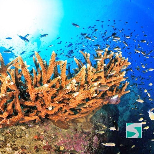 กิจกรรมดำน้ำเกาะเต่า - หลักสูตรเรียนดำน้ำลึกเพื่อเปิดประสบการณ์