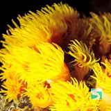 กิจกรรมดำน้ำเกาะเต่า - หลักสูตรเรียนดำน้ำลึกเพื่อเปิดประสบการณ์