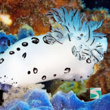 กิจกรรมดำน้ำเกาะเต่า - หลักสูตรเรียนดำน้ำลึกเพื่อเปิดประสบการณ์