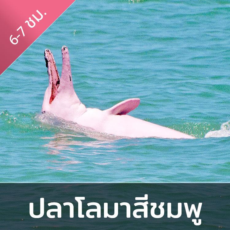 ทัวร์ล่องเรือชมปลาโลมาสีชมพู เกาะสมุย - ทะเลอ่าวขนอม จอยทัวร์แบบครึ่งวัน