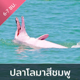 ทัวร์ล่องเรือชมปลาโลมาสีชมพู เกาะสมุย - ทะเลอ่าวขนอม จอยทัวร์แบบครึ่งวัน