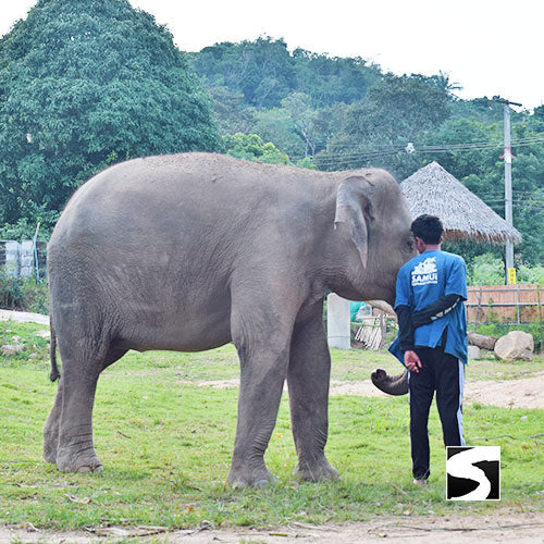 กิจกรรมเลี้ยงช้างครึ่งวัน ณ สวรรค์ช้างสมุย ศูนย์อนุรักษ์ช้างไทยเกาะสมุย