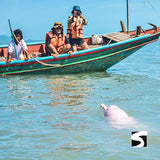 โปรแกรมล่องเรือเที่ยวอุทยานแห่งชาติหมู่เกาะอ่างทอง & ชมปลาโลมาสีชมพู โดยเรือสปีดโบ๊ท