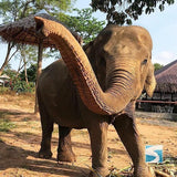 เขตรักษาพันธุ์ช้าง ปางช้างสมุย – สัมผัสประสบการณ์การท่องเที่ยวช้างอย่างมีจริยธรรม