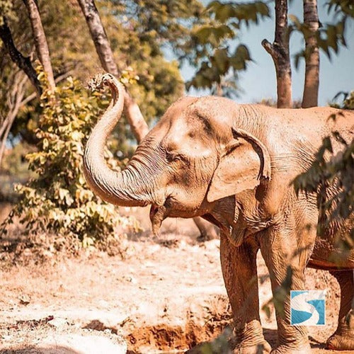 เขตรักษาพันธุ์ช้าง ปางช้างสมุย – สัมผัสประสบการณ์การท่องเที่ยวช้างอย่างมีจริยธรรม
